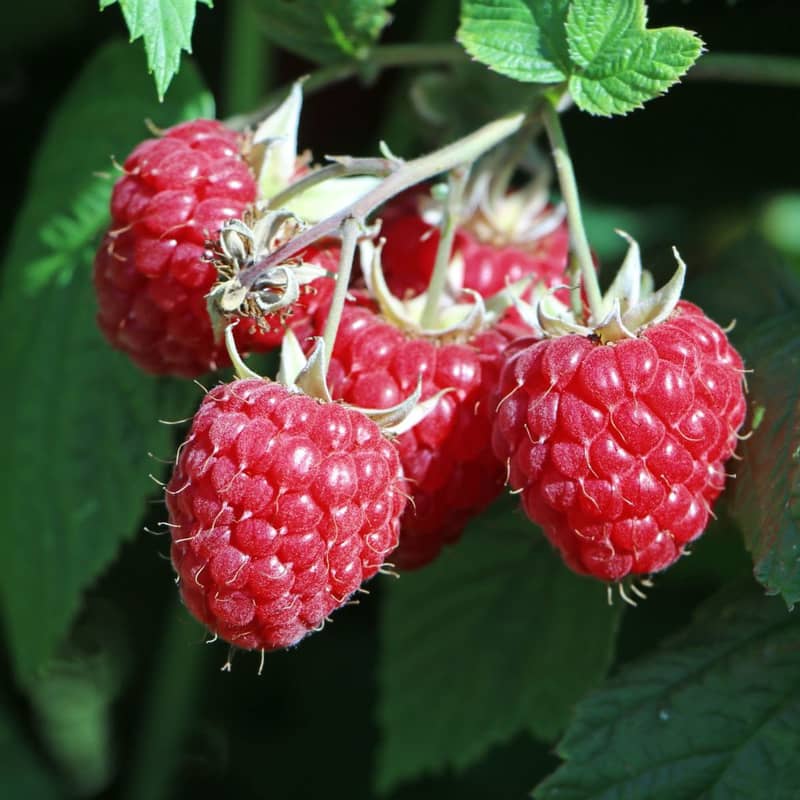 framboisier willamette raspberry rubus