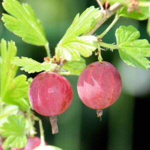 groseillier uva crispa pixwell gooseberry