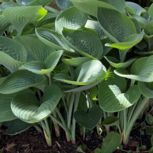 hosta abiqua drinking gourd
