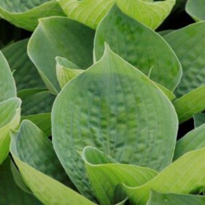hosta big daddy plantain lily