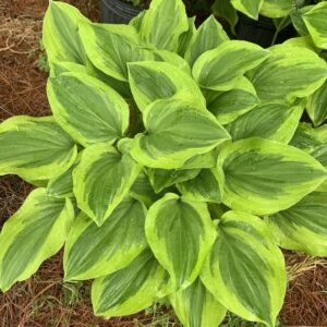 hosta golden tiara