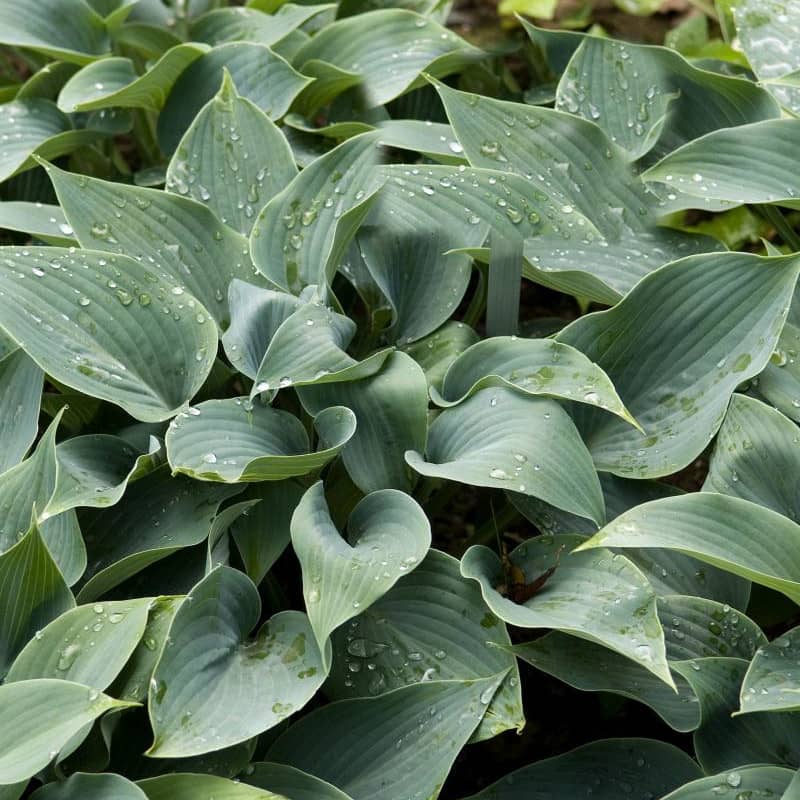 hosta halcyon