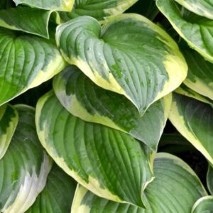 hosta wide brim