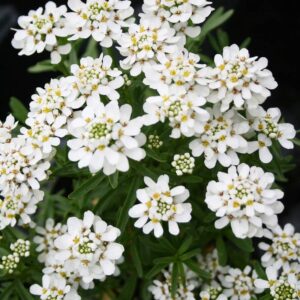 iberis sempervirens tahoe