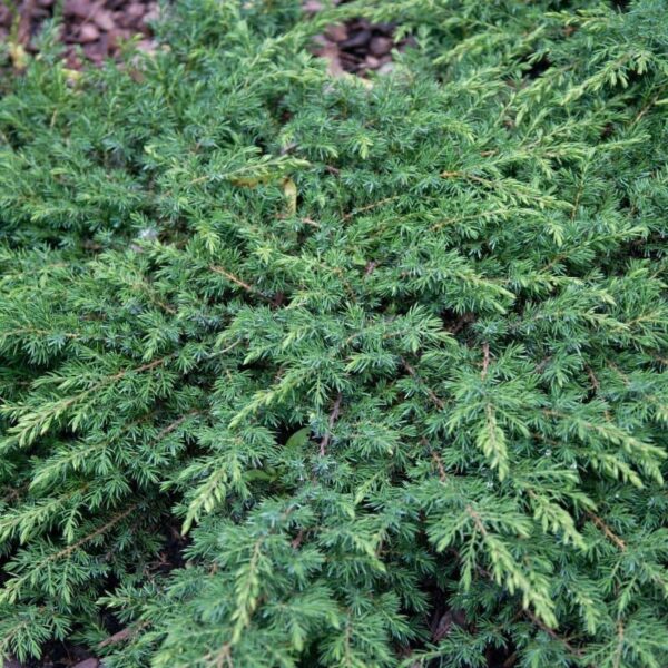 juniperus green carpet