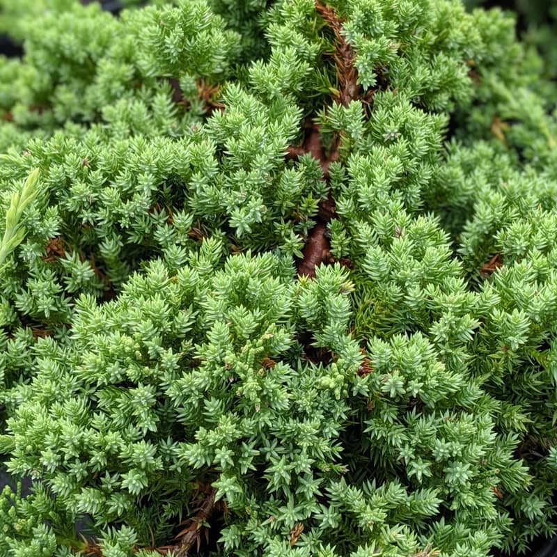 juniperus procumbens nana