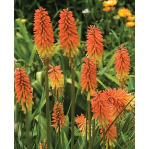 kniphofia flamenco tritome