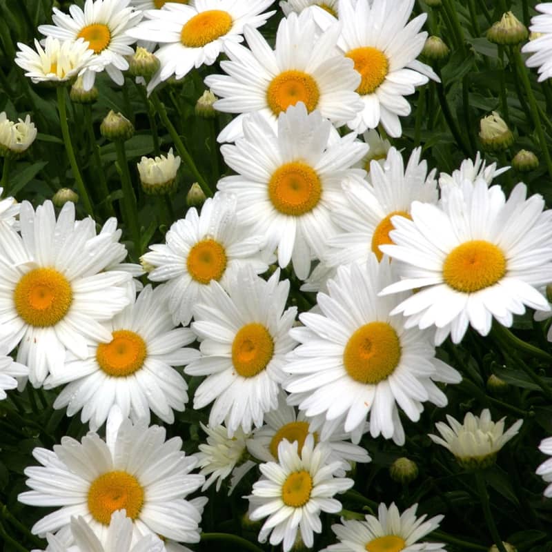 leucanthemum superbum becky