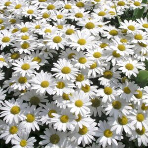 leucanthemum superbum snow lady
