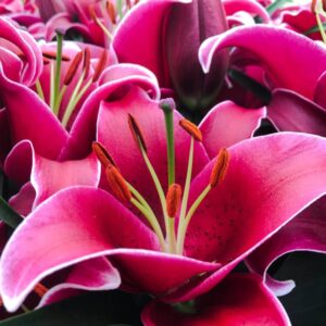 lilium oriental sunny keys lys asiatique