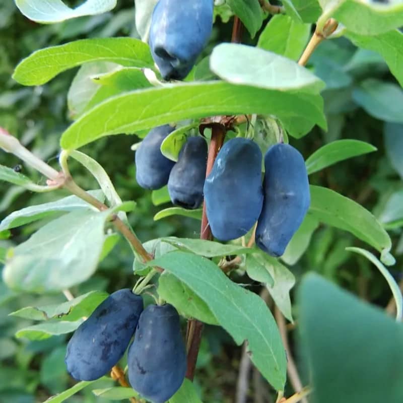 lonicera caerulea blue banana