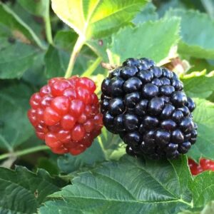 murier baby cake rubus