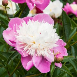 paeonia bowl of beauty pivoine