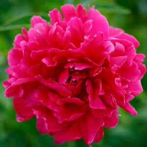 paeonia kansas pivoine