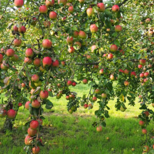 pommier cortland apple tree