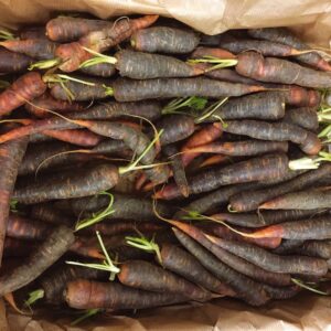 Plant de Carotte Purple Haze