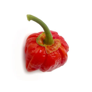 Plant de piment fort bubblegum