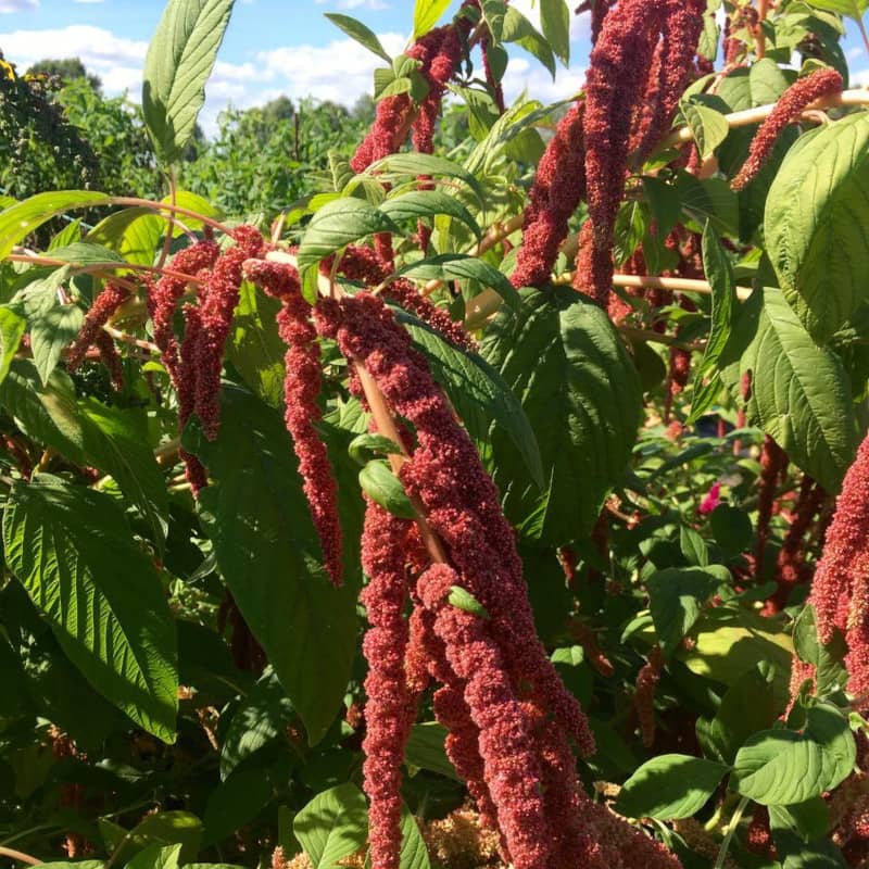 amaranthe coral fountain