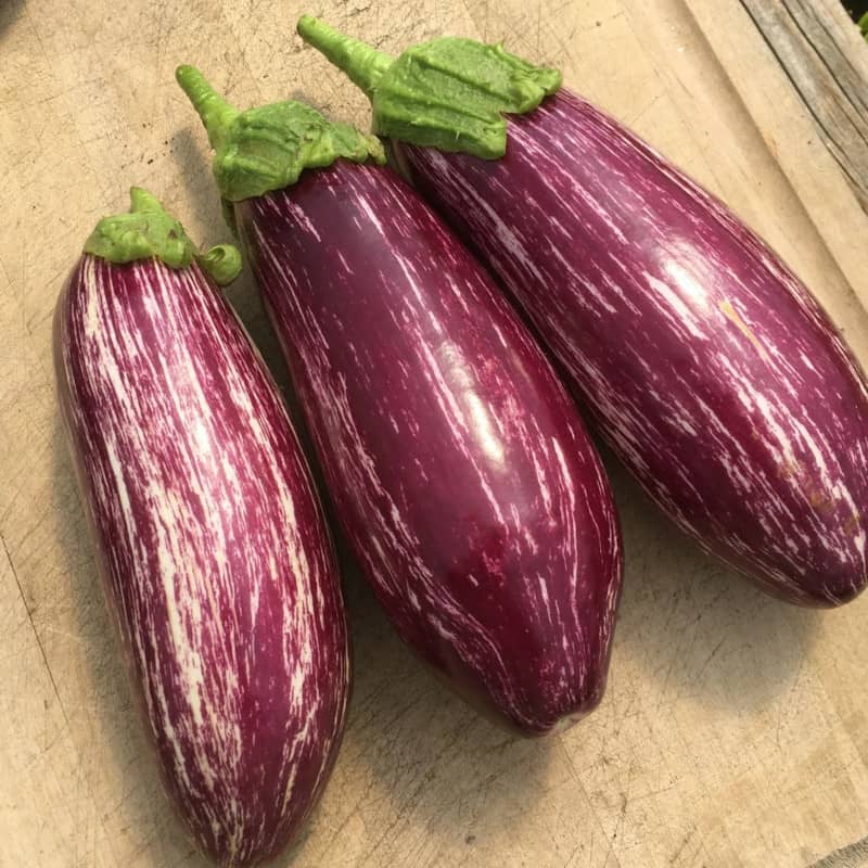 aubergine listada di gandia