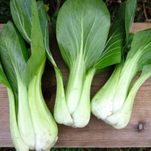 bok choy shangai green