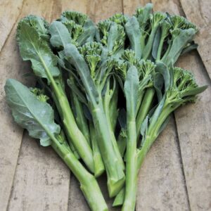 broccolini appollo