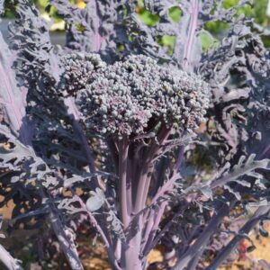 brocoli purple peacook