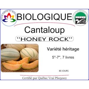 Plant de Cantaloup