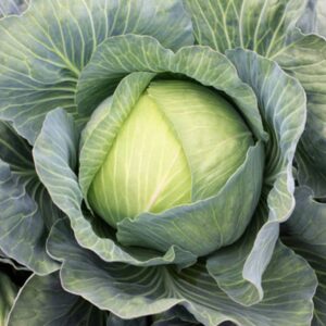 chou d'hiver vert