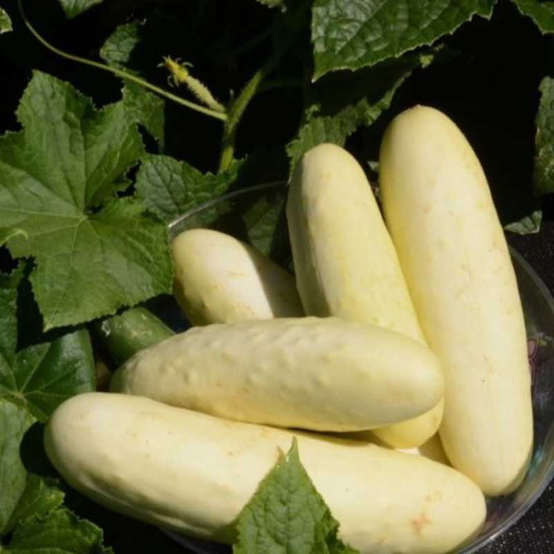 Plant de Concombre Martini