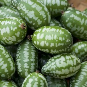 concombre melon de souris cucamelon