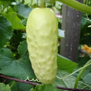 cornichon salt and pepper