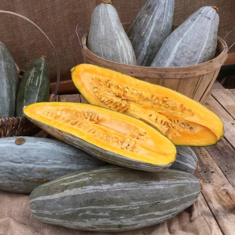 courge bleue du guatemala