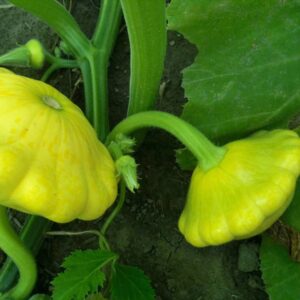 courgette patisson golden scallopini