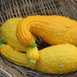 courgette yellow crookneck