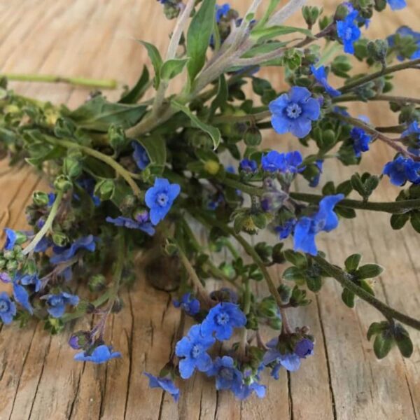 cynoglossum blue chinese forget-me-not