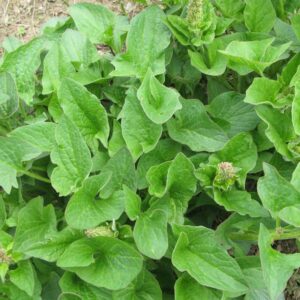 épinard bon henri Chenopodium bonus henricus