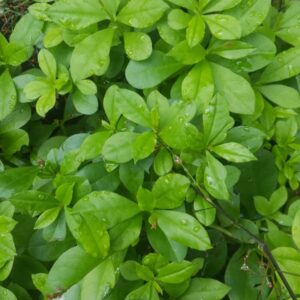 épinard du surrinam Talinum Triangulare