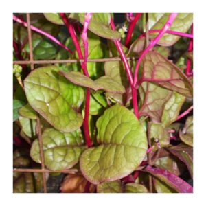 épinard grimpant malabar Basella alba Rubra