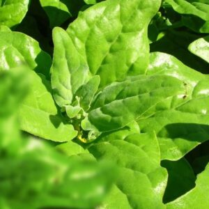 épinard nouvelle zélande