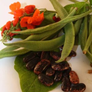 haricot espagne scarlet runner