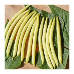 haricot nain beurre de rocquencourt