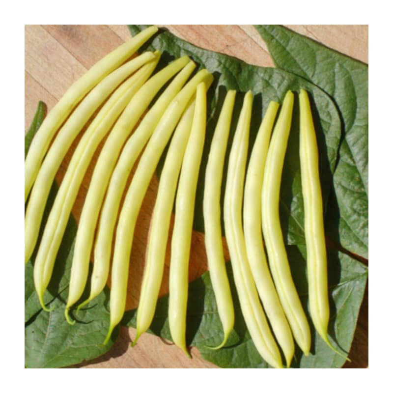 haricot nain beurre de rocquencourt