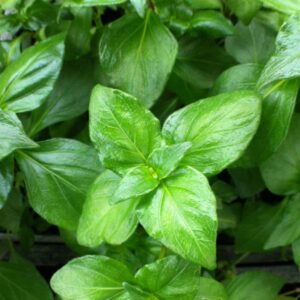 herbe champignon Rungia klossii