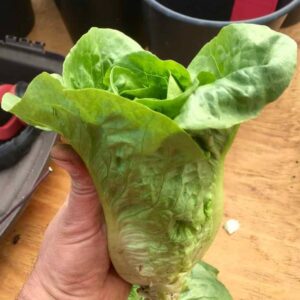laitue jadeite