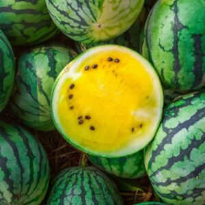 melon d'eau yellow baby Citrullus lanatus