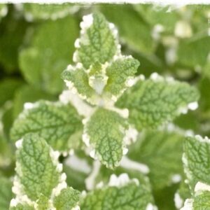 menthe poivrée panachée
