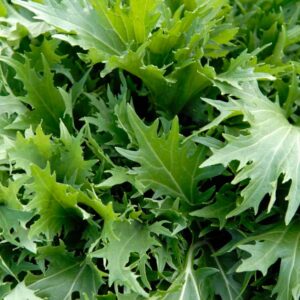 moutarde japonaise mizuna