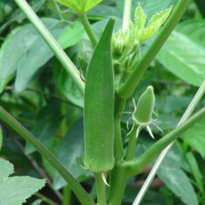 okra