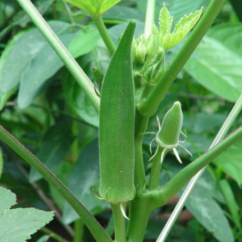 okra