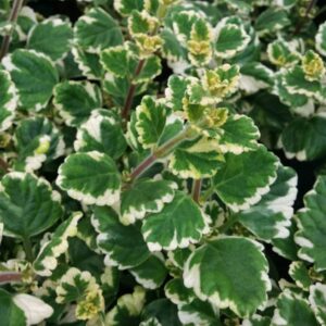 origan cubain panaché Plectranthus 'Variegated'